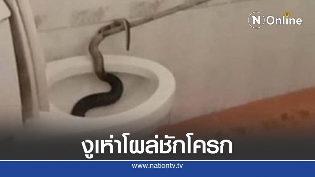 เชฟปลดทุกข์เหมือนอะไรถูก้น เปิดฝาผงะงูเห่าโผล่ เชฟปลดทุกข์เหมือนอะไรถูก้น เปิดฝาผงะงูเห่าโผล่