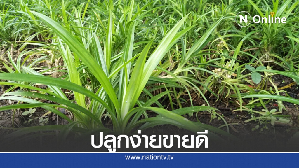 ปลูกใบเตยขายสร้างรายได้เดือนละกว่า 10,000 บาท ปลูกใบเตยขายสร้างรายได้เดือนละกว่า 10,000 บาท
