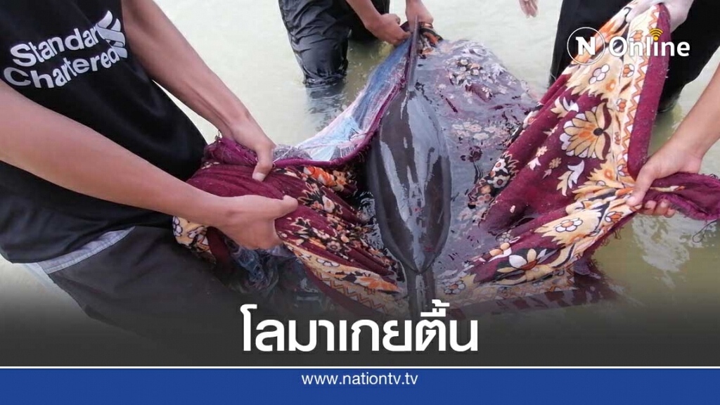 "โลมา"เกยตื้นหาดน้ำเค็ม จ.พังงา "โลมา"เกยตื้นหาดน้ำเค็ม จ.พังงา