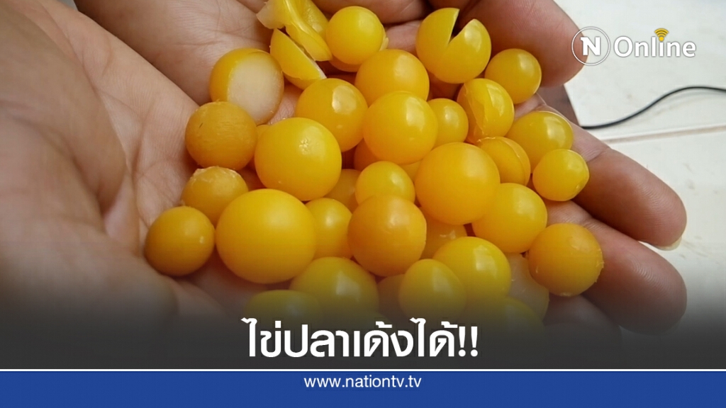 พิสูจน์ ไข่ปลาเด้งได้จริงหรือปลอม พิสูจน์ ไข่ปลาเด้งได้จริงหรือปลอม