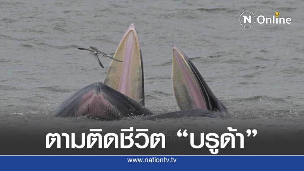 เผยผลสำรวจสัตว์ทะเลหายาก 3 ชนิด