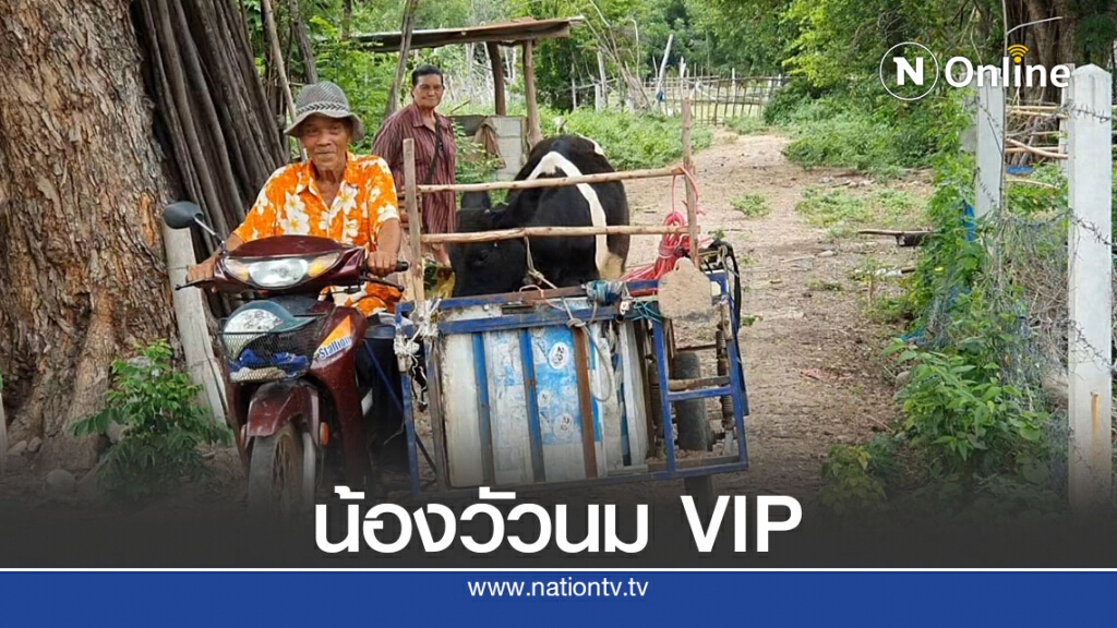 วัวนม VIP ต้องขึ้นรถสามล้อพ่วงไปเล็มหญ้า วัวนม VIP ต้องขึ้นรถสามล้อพ่วงไปเล็มหญ้า