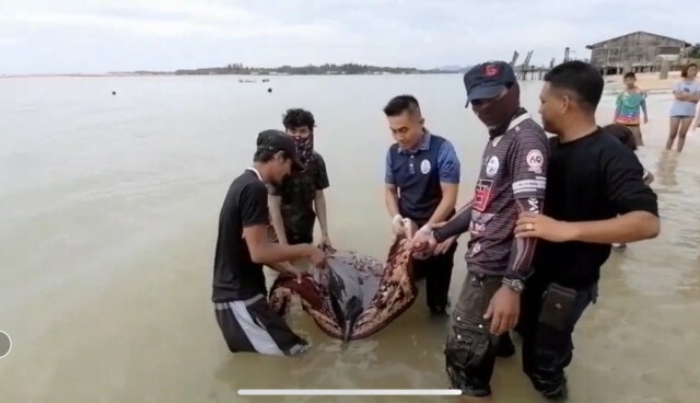 "โลมา"เกยตื้นหาดน้ำเค็ม จ.พังงา​