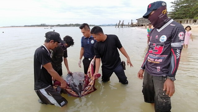 "โลมา"เกยตื้นหาดน้ำเค็ม จ.พังงา​