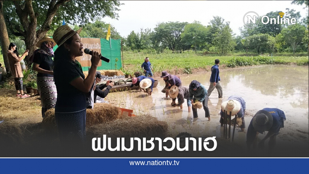 ชาวนาโคราชลงแขก"ดำวันแม่เกี่ยววันพ่อ" ชาวนาโคราชลงแขก"ดำวันแม่เกี่ยววันพ่อ"
