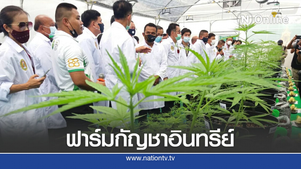 ฟาร์มเพาะและวิจัยกัญชาอินทรีย์ในชุมชนแห่งแรก