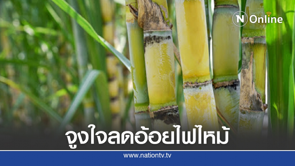 โรงงานน้ำตาลชงแนวทางแก้ปัญหาอ้อยไฟไหม้