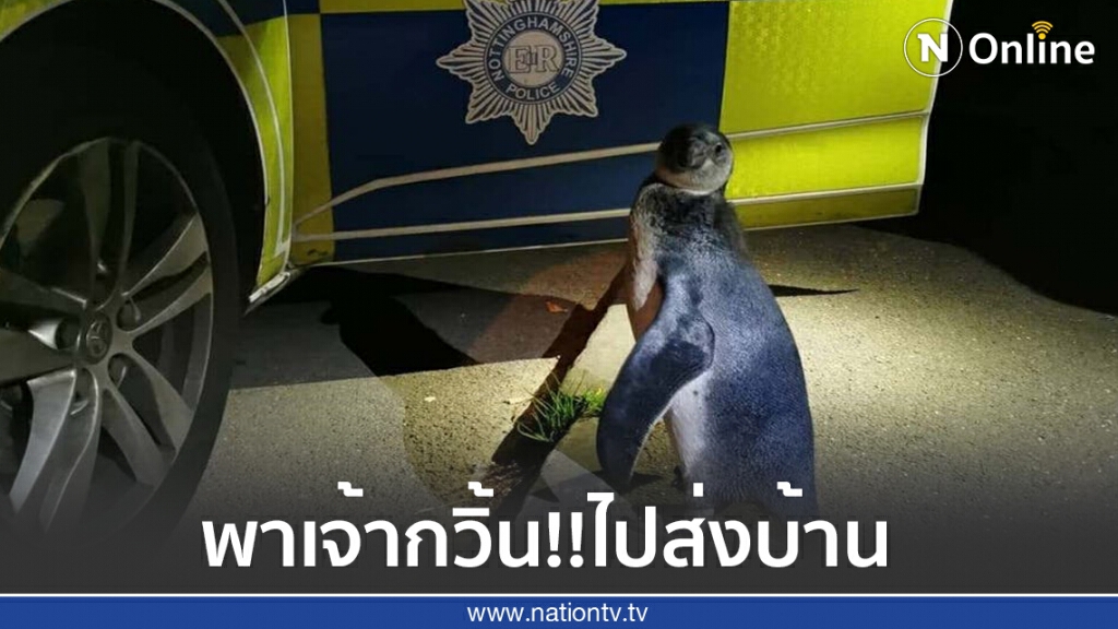 ตำรวจอังกฤษเจอ "เพนกวิน" สุดห้าวเดินชิลกลางถนนยามค่ำคืน ตำรวจอังกฤษเจอ "เพนกวิน" สุดห้าวเดินชิลกลางถนนยามค่ำคืน
