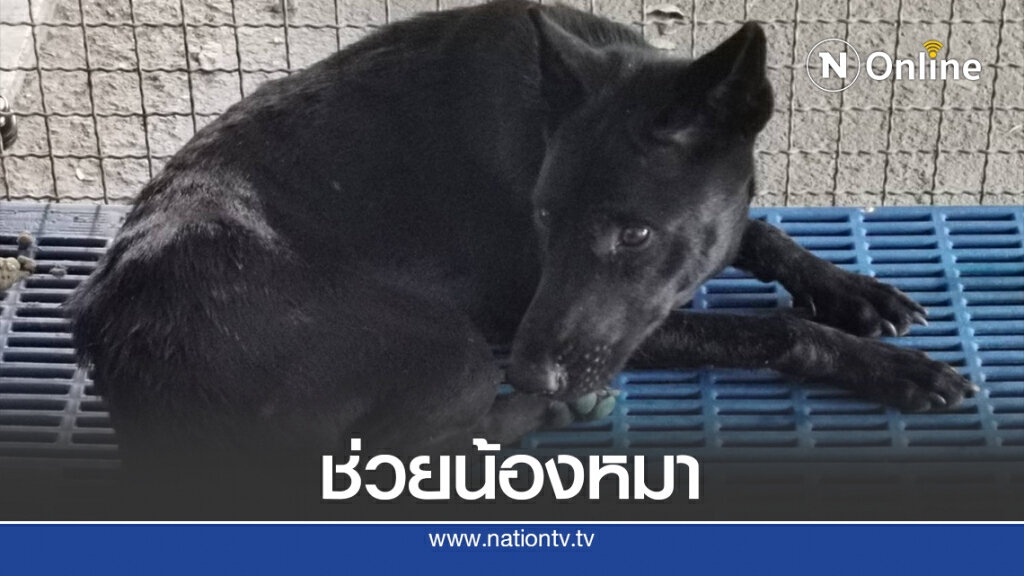 ช่วยสุนัขจรจัดถูกลวดรัดคอ ช่วยสุนัขจรจัดถูกลวดรัดคอ