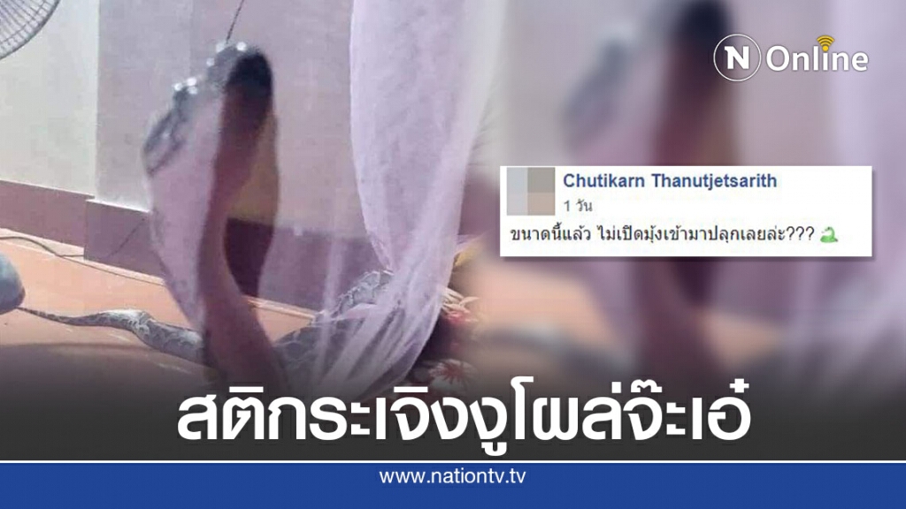 สาวโพสต์ ตื่นเช้ามางูชูคอนอกมุ้ง ลั่นขนาดนี้ไม่เปิดมาปลุกเลยล่ะ สาวโพสต์ ตื่นเช้ามางูชูคอนอกมุ้ง ลั่นขนาดนี้ไม่เปิดมาปลุกเลยล่ะ