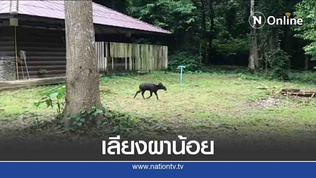 พบ "เลียงผา"น้อย พลัดหลงฝูง