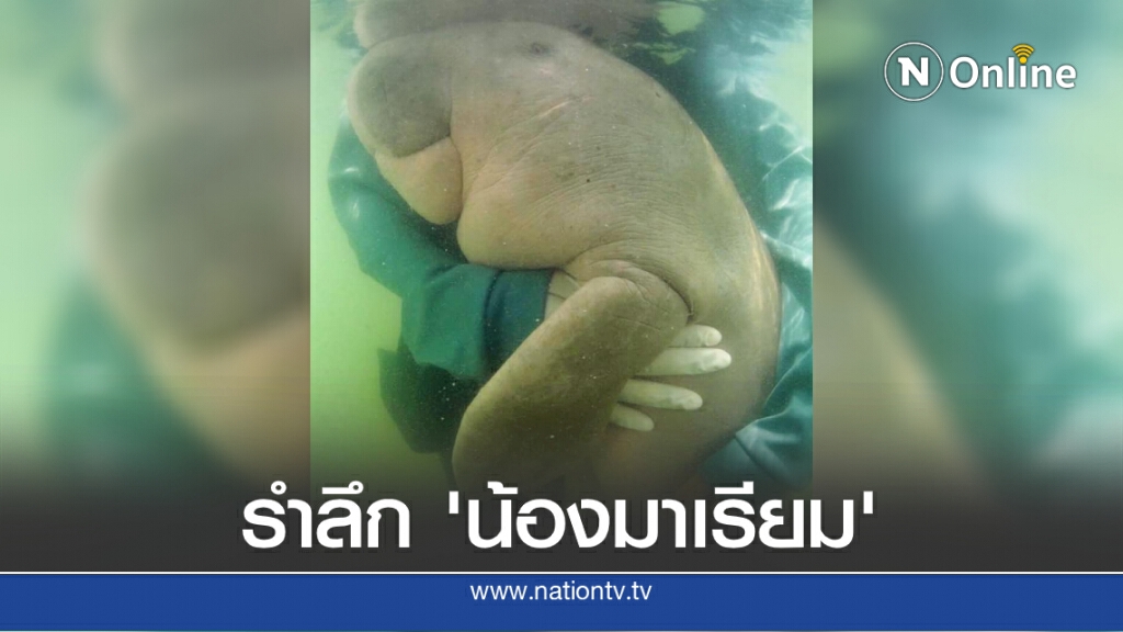 17 สิงหาคม วันอนุรักษ์พะยูนแห่งชาติ รำลึกการจากไปของ "น้องมาเรียม"