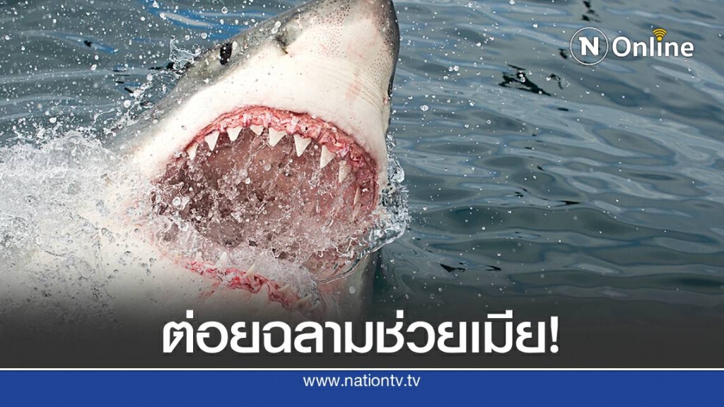 นักเซิร์ฟออสซี่ ใจกล้า ต่อยกับฉลามเพื่อช่วยภรรยา