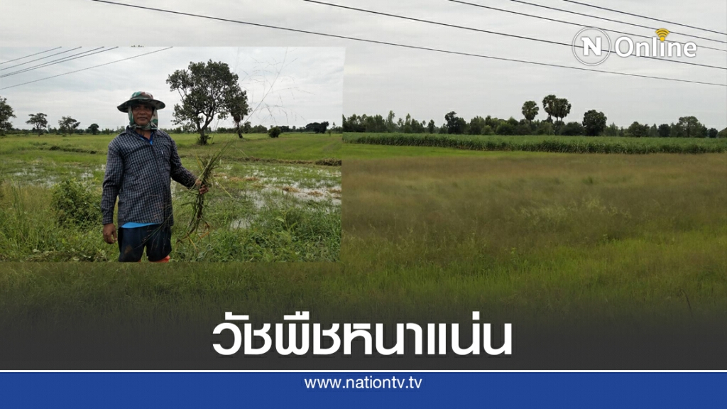 ฝนทิ้งช่วงนาน วัชพืชปกคลุมต้นข้าวใช้สารเคมีพ่นไม่ได้ผล ฝนทิ้งช่วงนาน วัชพืชปกคลุมต้นข้าวใช้สารเคมีพ่นไม่ได้ผล