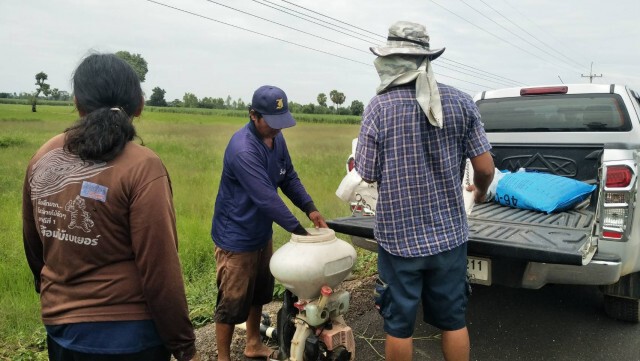 ฝนทิ้งช่วงนาน วัชพืชปกคลุมต้นข้าวใช้สารเคมีพ่นไม่ได้ผล