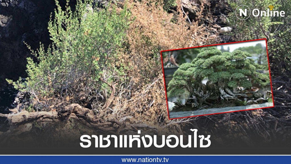 อดีตไม้ทำฟืน "เทียนทะเล" สู่ราชาแห่งบอนไซ