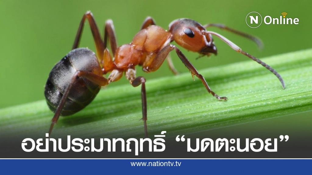 รู้จัก "มดตะนอย" ฤทธิ์ร้าย กัดเสี่ยงตายได้