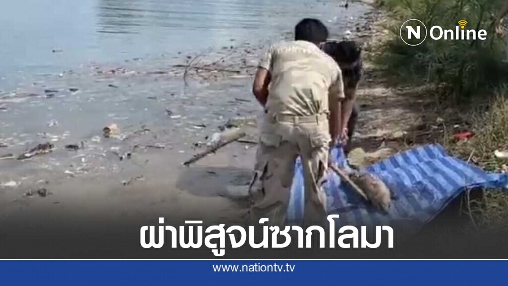 พบอีกซากโลมาเกยตื้นที่หาดท้ายเหมือง พบอีกซากโลมาเกยตื้นที่หาดท้ายเหมือง