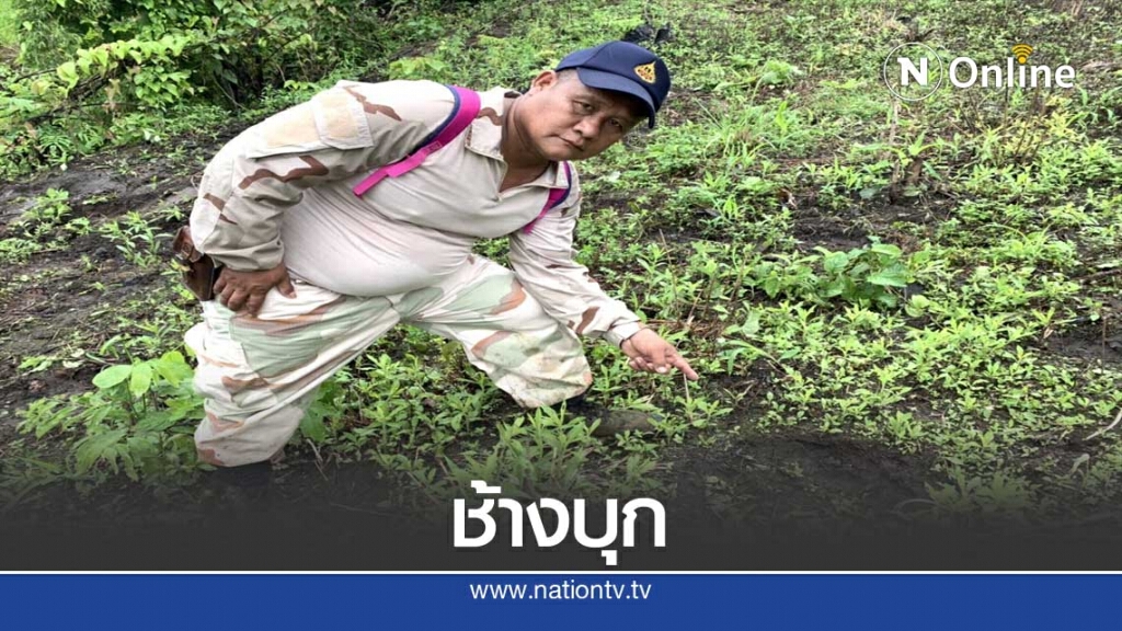 ช้างป่าบุกนาข้าว-ไร่ข้าวโพดเสียหาย ช้างป่าบุกนาข้าว-ไร่ข้าวโพดเสียหาย