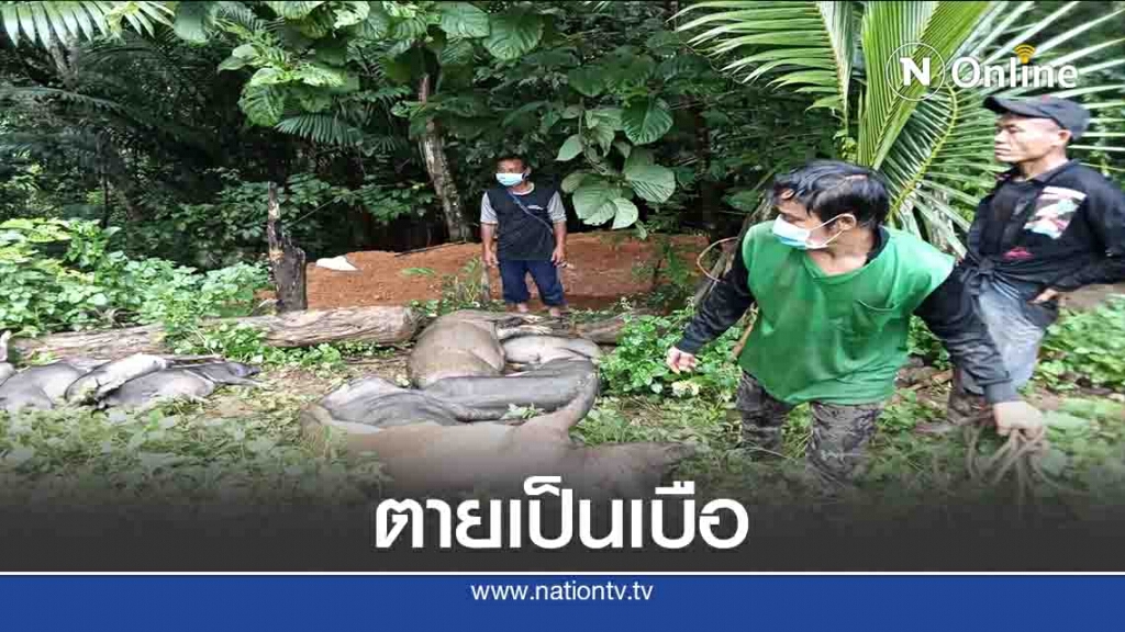 เกิดโรคระบาด-หมูตายเป็นเบือ เกิดโรคระบาด-หมูตายเป็นเบือ