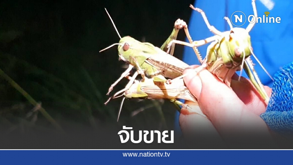 ตั๊กแตนระบาด ชาวบ้านโคราชพลิกวิกฤติแห่จับขาย ตั๊กแตนระบาด ชาวบ้านโคราชพลิกวิกฤติแห่จับขาย