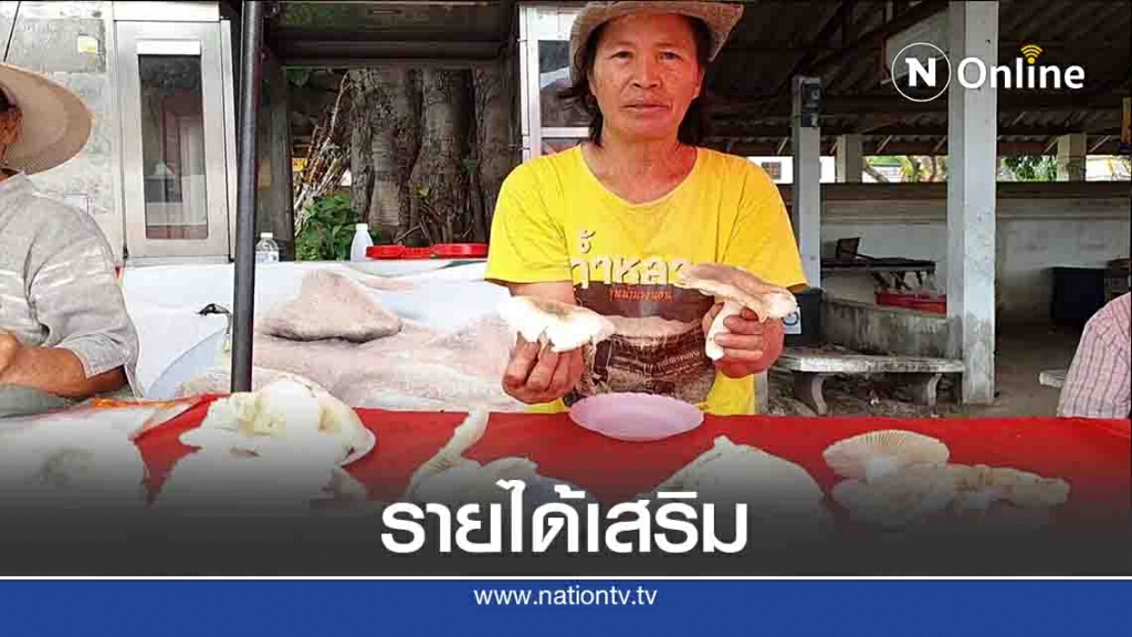 ชาวบ้านแห่ขึ้นดอยเก็บเห็ดหารายได้เสริม ชาวบ้านแห่ขึ้นดอยเก็บเห็ดหารายได้เสริม