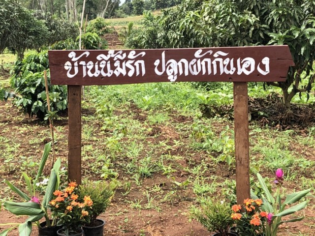 สวนกระแสโควิด-อะโวคาโด ออเดอร์เพียบ