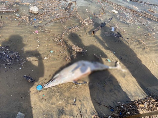 พบอีกซากโลมาเกยตื้นที่หาดท้ายเหมือง