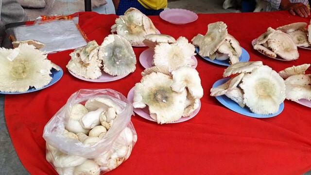 ชาวบ้านแห่ขึ้นดอยเก็บเห็ดหารายได้เสริม
