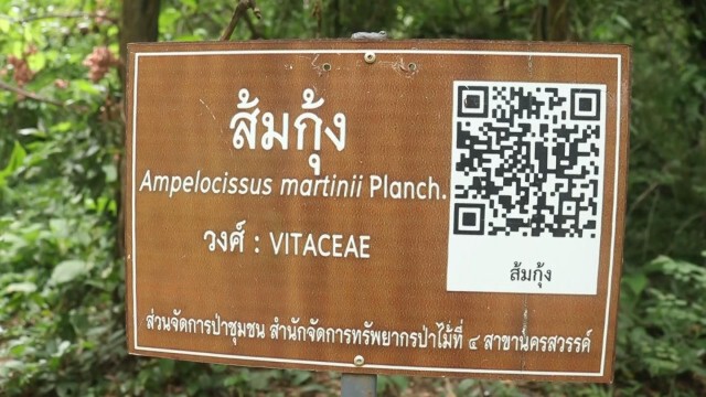 "กระเจียวยักษ์" เริ่มออกดอกบานรับฤดูท่องเที่ยว