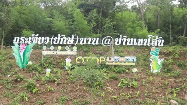 "กระเจียวยักษ์" เริ่มออกดอกบานรับฤดูท่องเที่ยว