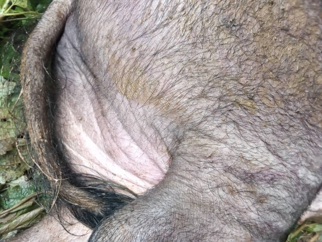 เกิดโรคระบาด-หมูตายเป็นเบือ