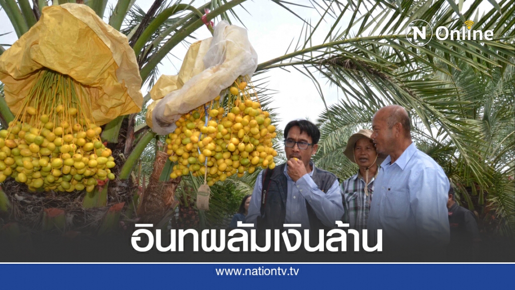 หนุ่มใหญ่พลิกไร่มันน้ำท่วมปลูกอินทผลัมโกยเงินล้าน