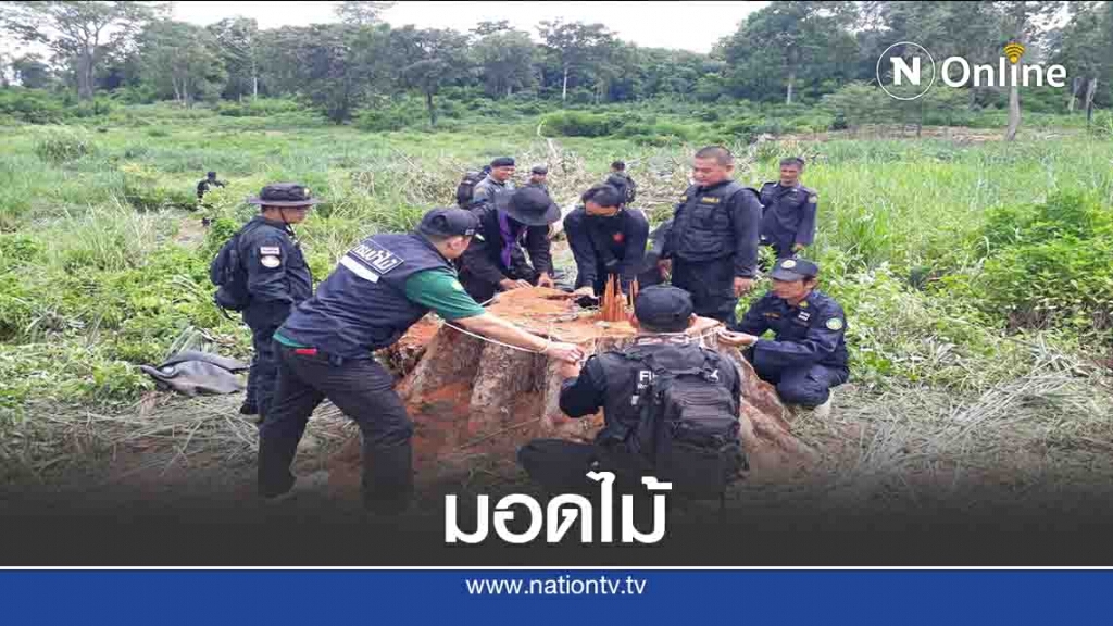 ตรวจยึดไม้เถื่อน-"มอดไม้"ลอบตัดในป่าสงวนฯ