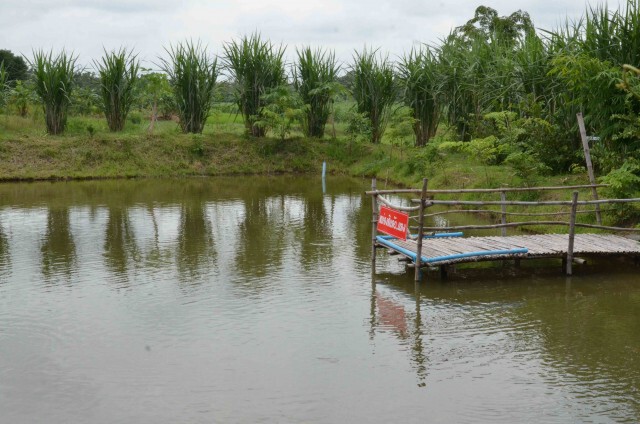 หนุ่มใหญ่พลิกไร่มันน้ำท่วมปลูกอินทผลัมโกยเงินล้าน
