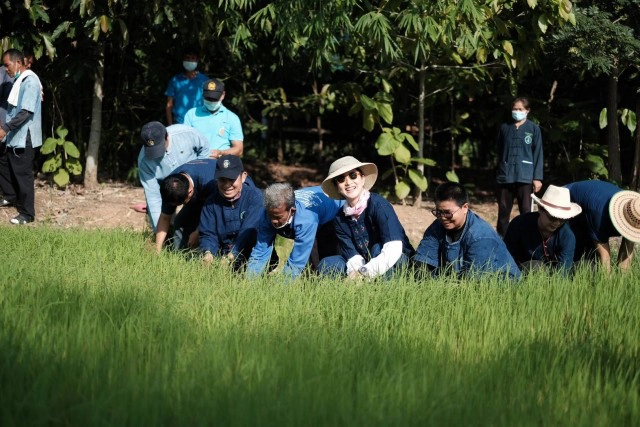 "แพนเค้ก" สลัดลุคนางเอกลุยทำนาที่สุรินทร์