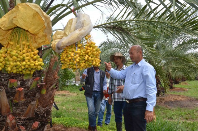 หนุ่มใหญ่พลิกไร่มันน้ำท่วมปลูกอินทผลัมโกยเงินล้าน