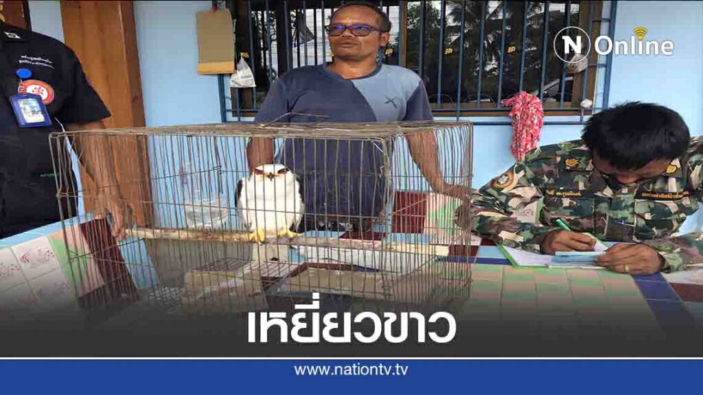 พบลูก"เหยี่ยวขาว"สัตว์ป่าสงวน บาดเจ็บ