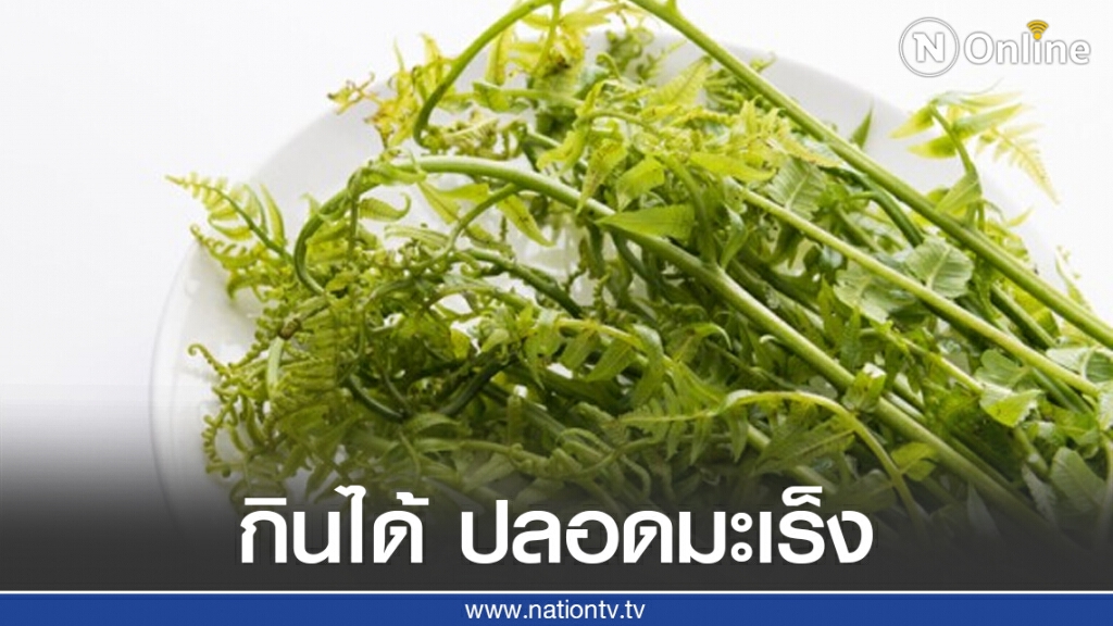 ผักกูด กินได้ ปลอดมะเร็ง ผักกูด กินได้ ปลอดมะเร็ง
