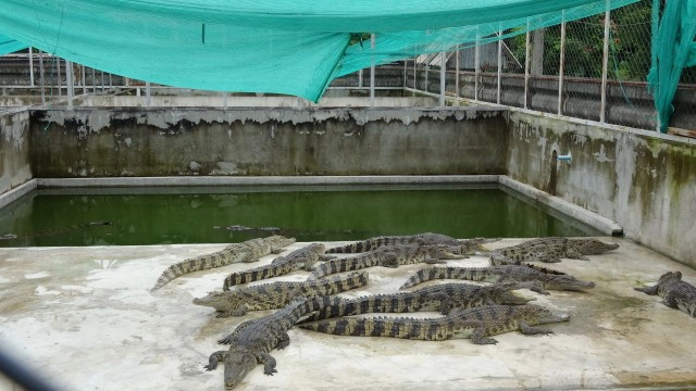 น้ำโขงยังขึ้นเร็วเร่งตรวจฟาร์มจระเข้