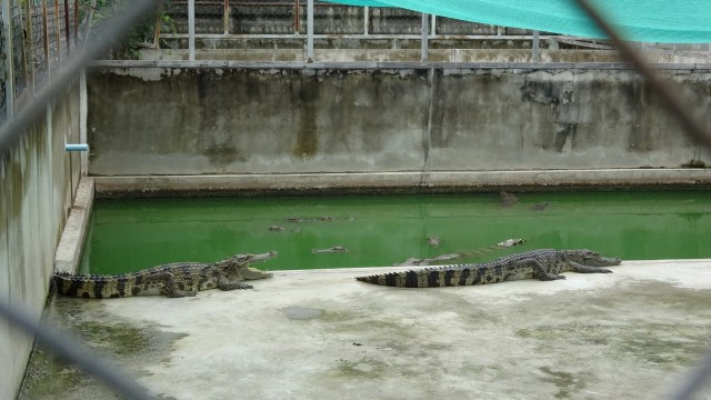 น้ำโขงยังขึ้นเร็วเร่งตรวจฟาร์มจระเข้