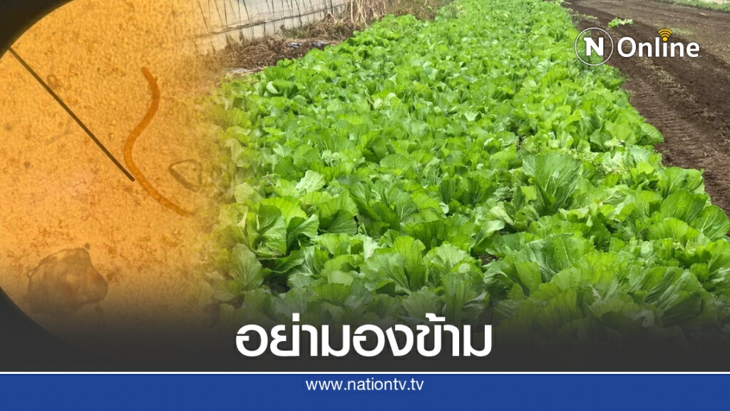 ระวังพยาธิ! เตือน "หยิบจับ-ล้างผัก" อย่าลืมสวมถุงมือ ระวังพยาธิ! เตือน "หยิบจับ-ล้างผัก" อย่าลืมสวมถุงมือ