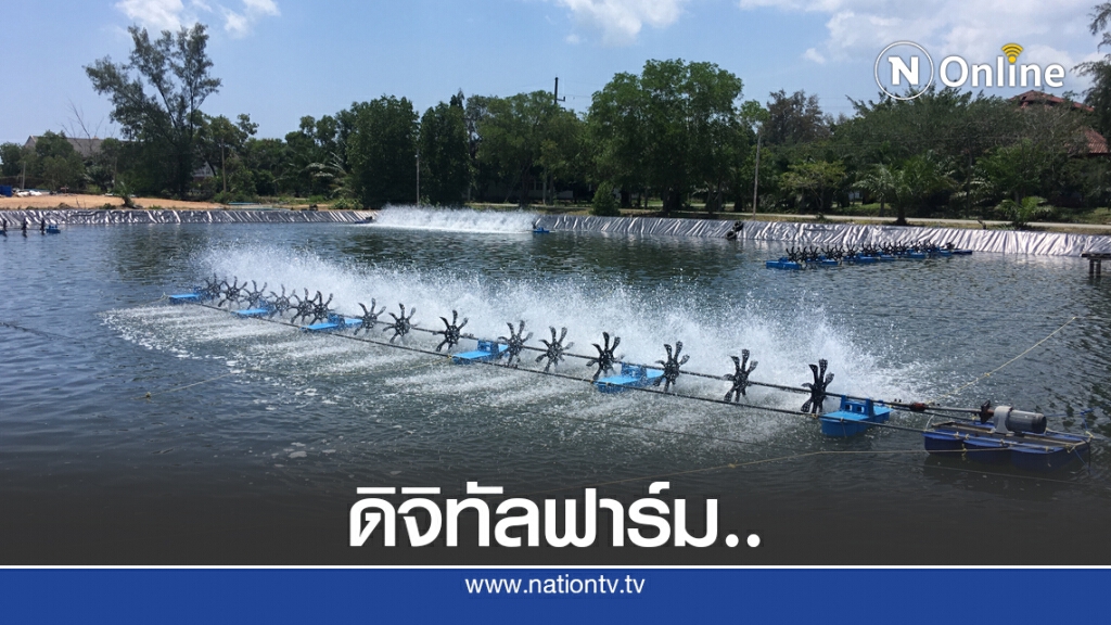 นำร่องเลี้ยง "กุ้งขาว" พัฒนาเป็นสมาร์ทฟาร์ม