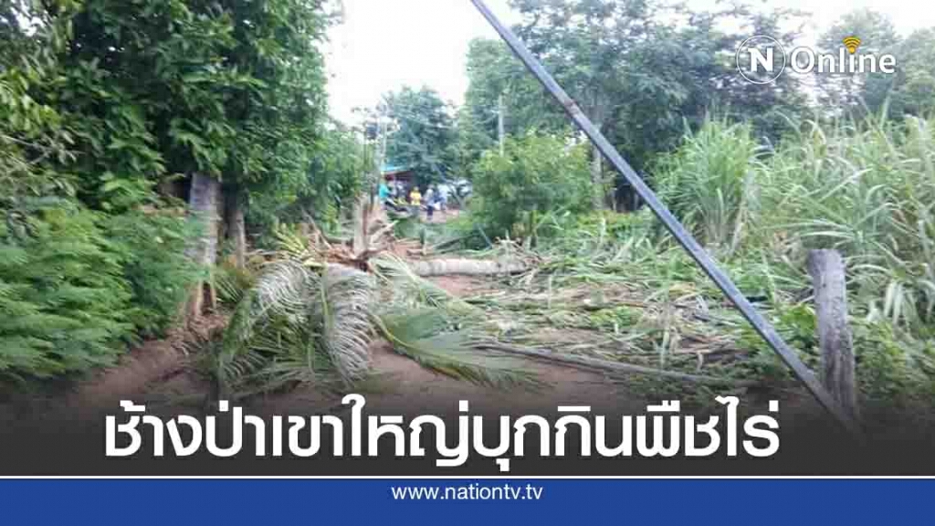 ช้างป่าบุกกินพืชไร่ชาวบ้าน จนท.หารือลดการเผชิญหน้าคนกับช้าง