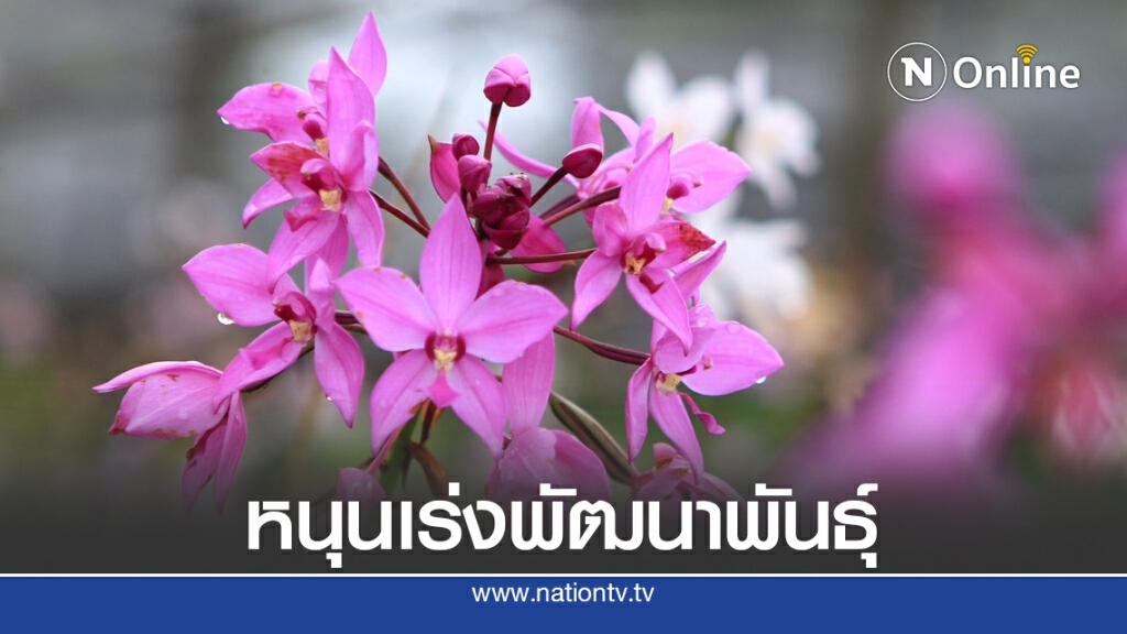 โควิด-19 ทุบส่งออกดอกไม้ไทยวูบ 31%