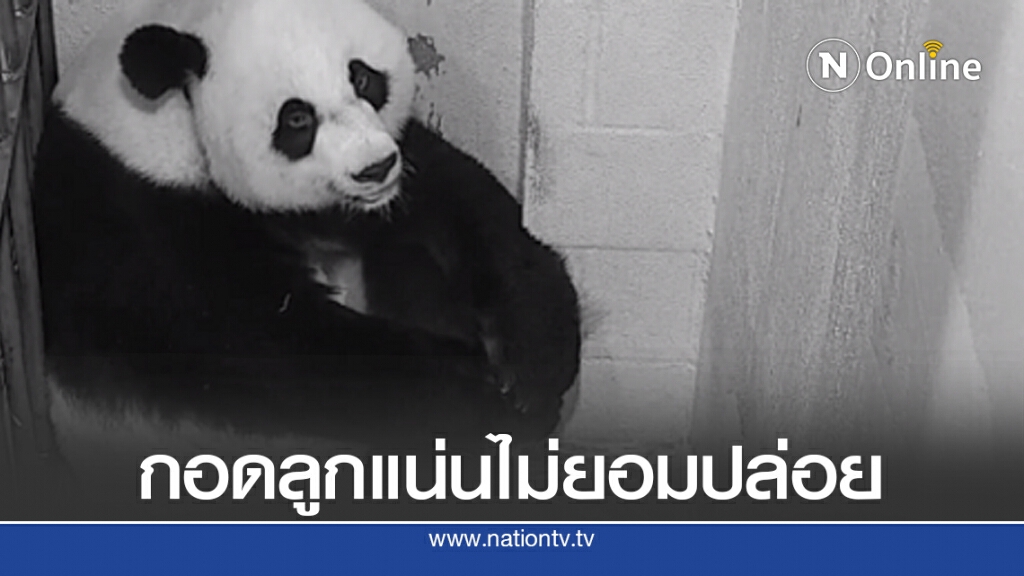 สวนสัตว์สหรัฐเผยภาพลูกแพนด้าตัวใหม่