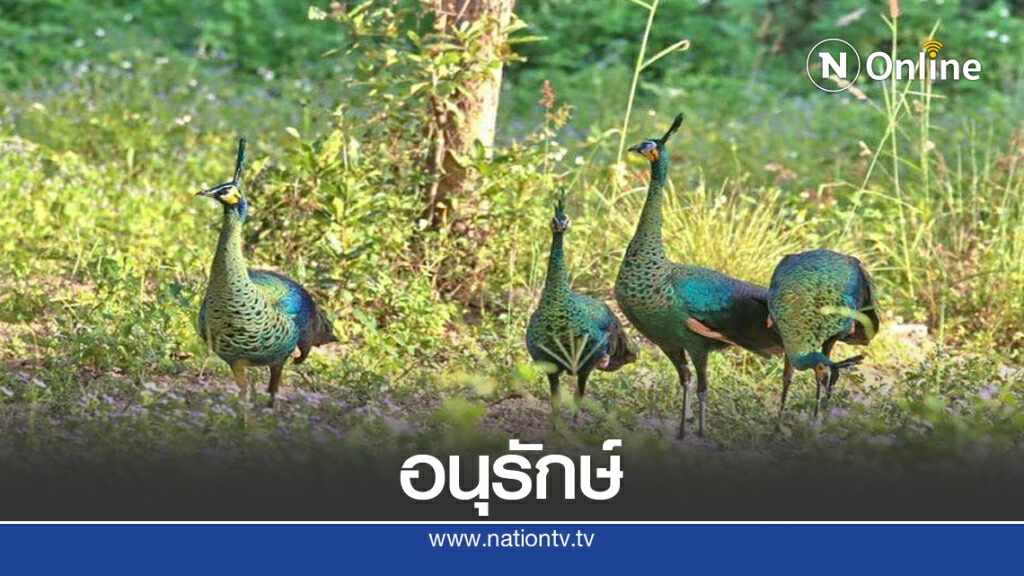 ติวเข้มเครือข่าย"เมืองรักษ์นกยูงไทยระดับโลก "