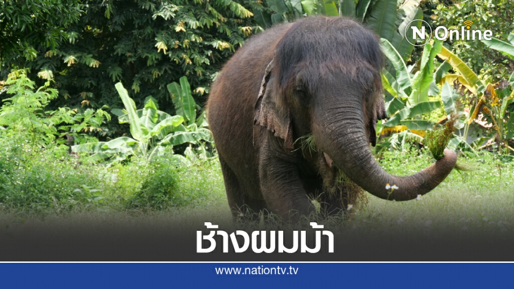 ช้าง "พังยายบุญมา" วัย 70 อาบโคลนแร่ธาตุจนมี "ผมหน้าม้า" ยาวสลวย