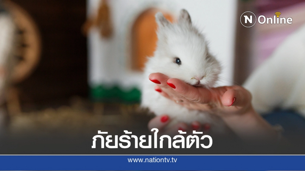 คนเลี้ยงสัตว์ต้องระวัง! "ไข้กระต่าย" โรคร้ายที่อาจเป็นอันตรายถึงชีวิต คนเลี้ยงสัตว์ต้องระวัง! "ไข้กระต่าย" โรคร้ายที่อาจเป็นอันตรายถึงชีวิต