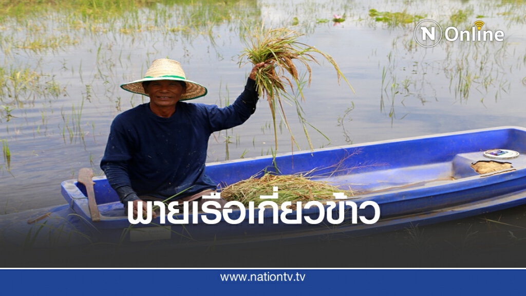 ชาวอ.พรหมพิรามพายเรือเกี่ยวข้าว